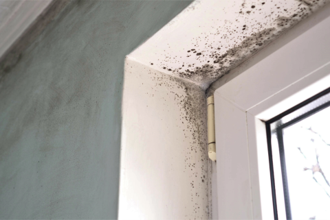 Mold in house